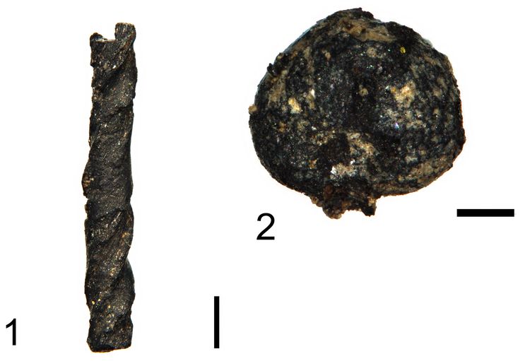 Makroskopowe szczątki roślinne z obiektu kultury lateńskiej 727/60: 1. Stipa sp. – ość, 2. Nieoznaczone nasiono. Skala: 1. 500 µm, 2. 250 µm. Zdjęcia: Krzysztof Stachowicz