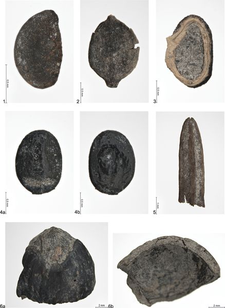 Sanok 59/60. Wybrane szczątki roślinne pochodzące z obiektu 1295/59. 1. Linum catharticum – nasiono, 2. Carex sp. – owoc, 3. Potentilla anserina – owoc, 4. Nepeta cataria – owoc, 5. Abies alba – igła, 6. Corylus avellana – łupina orzecha. Zdjęcia: K. Stachowicz